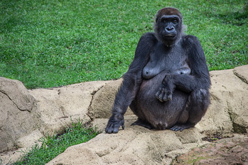 Gorilla Weibchen