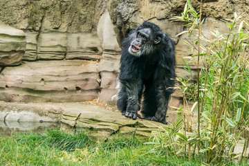 Schimpanse