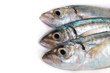 Sgombro suro with parsley and lemon isolated on white background