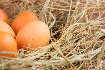 Eggs the delicious and nutritious product