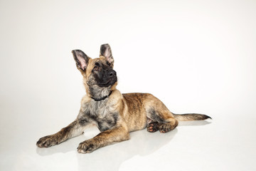 liegender Schäferhund