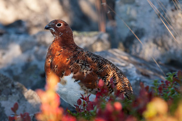 Moorschneehuhn