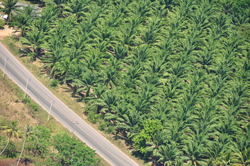 Oil palm plantation