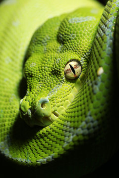 Morelia viridis