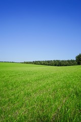 Hügelige , große Wiese mit Wald im Hintergrund