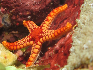 Red and orange seastar