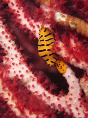 Yellow and black sea snail