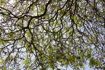 Abstract tree branches from below