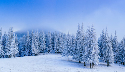 Fototapeta premium wonderful winter landscape