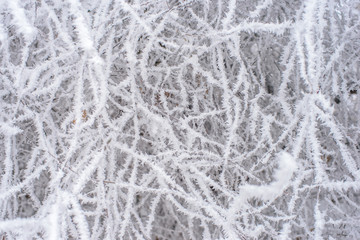 Frozen trees