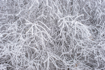 Frozen trees