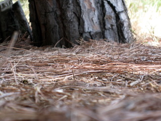 Obraz premium Natura dell'Isola d'Elba