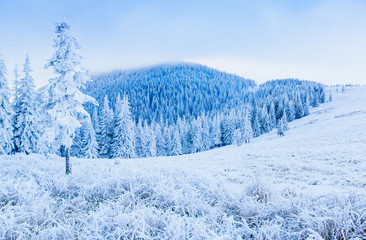 magical winter snow covered tree