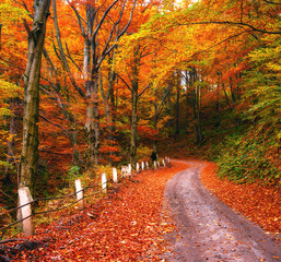 Obraz premium autumn alley