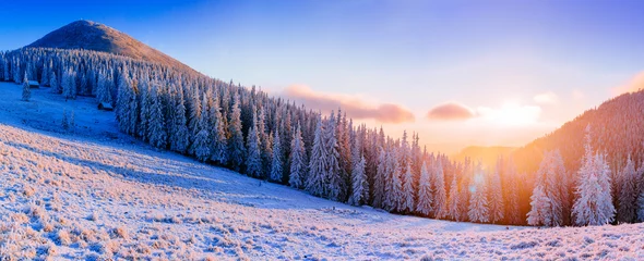 Poster Winter winter landscape trees in frost