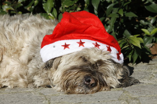 Cane con cappello natalizio