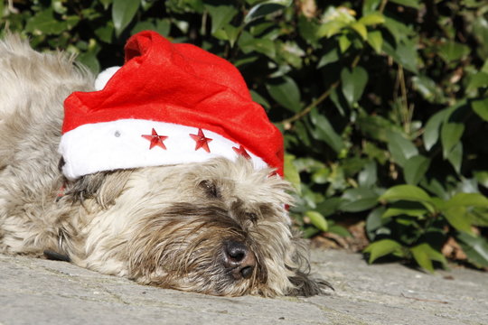Cane con cappello natalizio