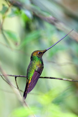 Sword-Billed Hummingbird (Ensifera ensifera) in Guango, Ecuador,