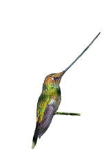 Sword-Billed Hummingbird (Ensifera ensifera) in Guango, Ecuador,