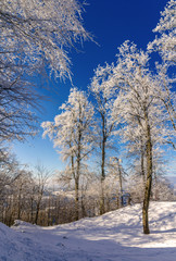 Trees on the Uetliberg mountain in Zurich - Switzerland