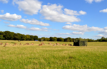 Wildlife Countryside Britain