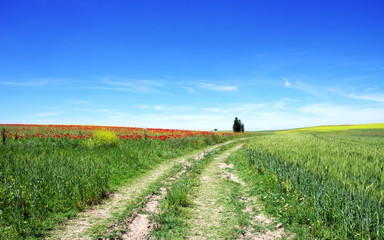 Road in Alentejo field