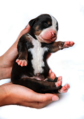 mountain dog puppy in hands on a white background