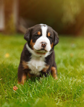 Bernese Mountain Dog Play Images – Browse 3,329 Stock Photos, Vectors, and  Video | Adobe Stock
