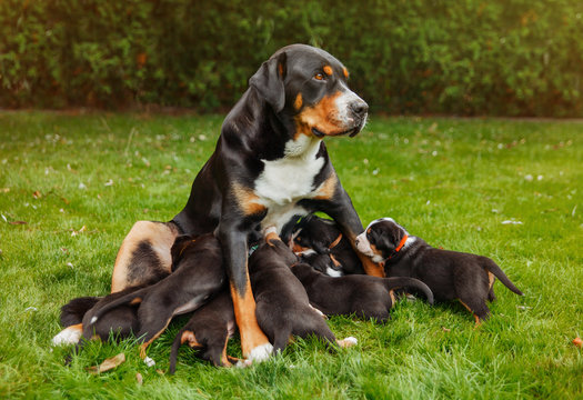 mountain dog puppies, female dog with puppies on the grass