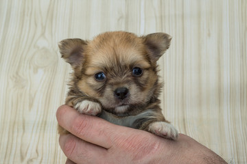 Chihuahua puppy