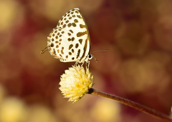 Fototapeta na wymiar white brown butterfly hanging on flower with bokeh background