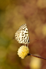 Fototapeta na wymiar white brown butterfly hanging on flower with bokeh background
