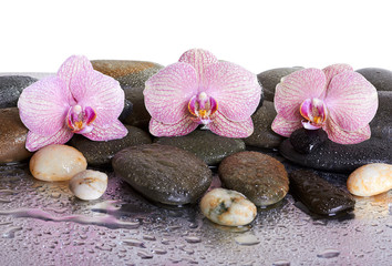 Fototapeta na wymiar pebbles and orchids on wet background