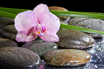 Fototapeta na wymiar Spa still life with set of pink orchid and stones reflection