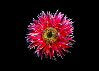 Gerber Daisy isolated on black