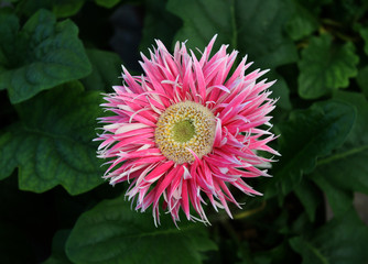 Pink Gerber Daisy