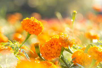 Marigold flowers with water drop in the morning - obrazy, fototapety, plakaty