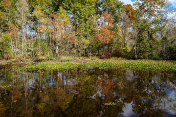 Fototapeta premium Swamp