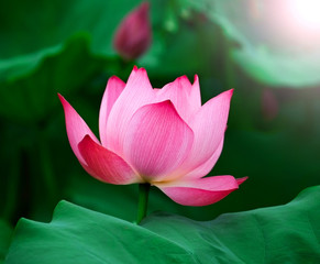 Lotus flower