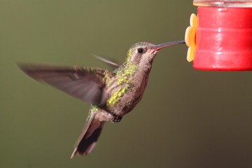 Broad-billed Hummingbird (Cynanthus latirostris)