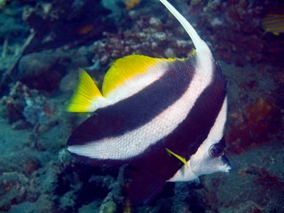 Fototapeta na wymiar Butterflyfish, Island Bali, Tulamben