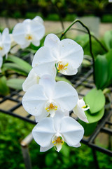 Fototapeta na wymiar Orchid flowers are beautiful.