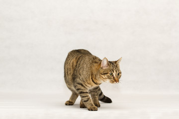 Katzen Portrait