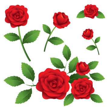 Red Roses Illustrate