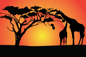 Fototapeta na wymiar illustration of Giraffe in African safari.