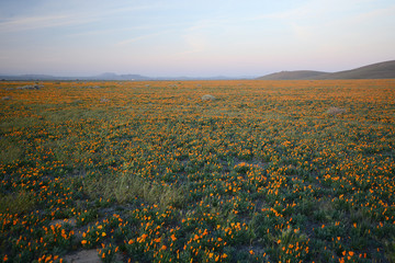 california poppy