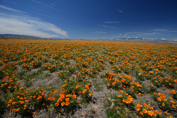 poppy field