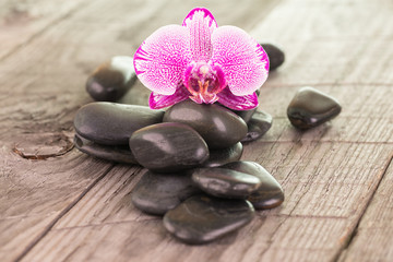 Fototapeta na wymiar Fuchsia Moth orchid and black stones close-up