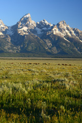 grand teton