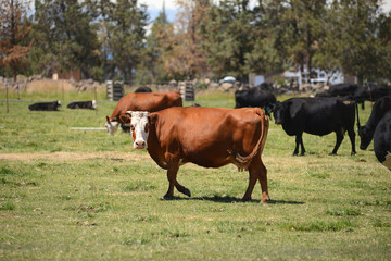 Naklejka na ściany i meble cattle in a farm